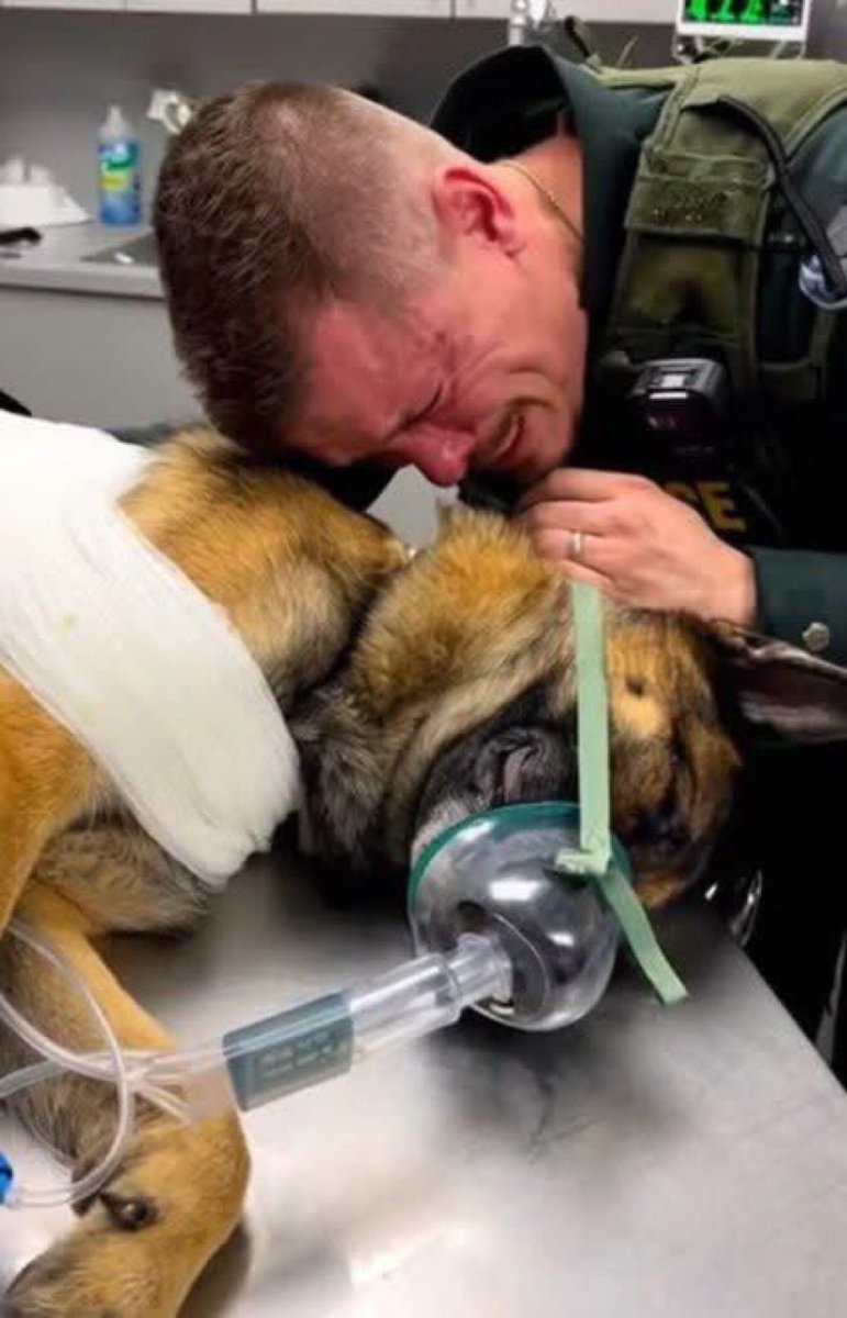 LUX_FKD's tweet image. 刃は副署長の首にまっすぐ向かっていた。彼はそれに気づかなかったが、パートナーは気づいた🐕

ローソン副署長は警察署に12年間勤務している。  
観察力があり、素早く動き、決して恐れを見せないよう訓練されている。  
だがこの4年間、彼の自信は訓練からではなく、K9タイタンから来ていた。…