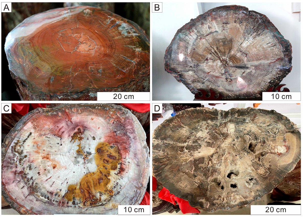 Plants_MDPI's tweet image. 🪵✨ How does wood stay perfectly preserved for millions of years?

A new study from NW China shows how quartz crystals infiltrate conifer tissues, maintaining growth rings and cell walls in stunning detail.

🔗 brnw.ch/21wXLfL

#paleobotany #woodanatomy #microstructure