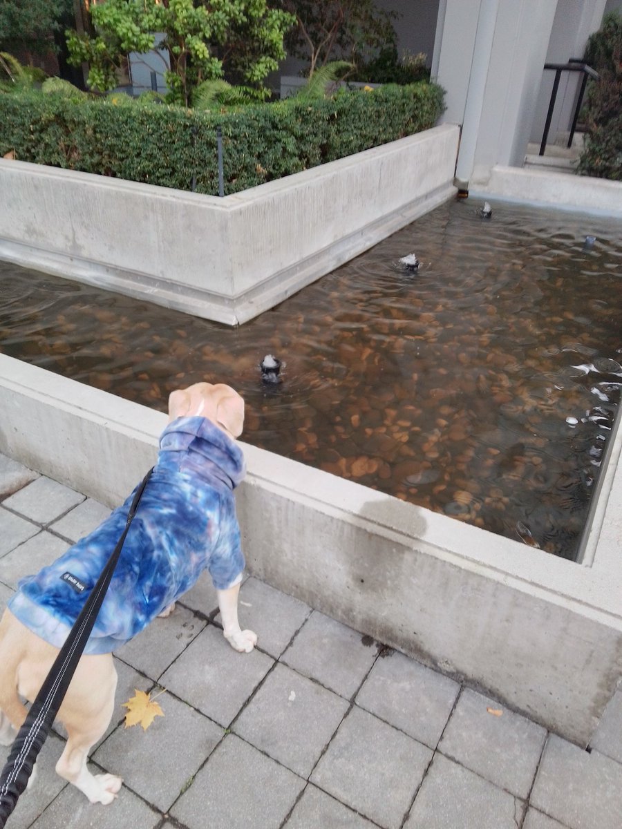 LebrockTony's tweet photo. πdayπJoey'sRedNoseWalk!! PittrageousWaterPittieππ€π€
#waterdog #watersigns #dog #watervibes #dogsday #pittie #staffiesunday #dogsarelove
#afternoonwalk #dogwatching
#MadamRiley #joey #redpitt https://t.co/zCJKQbEmzT
