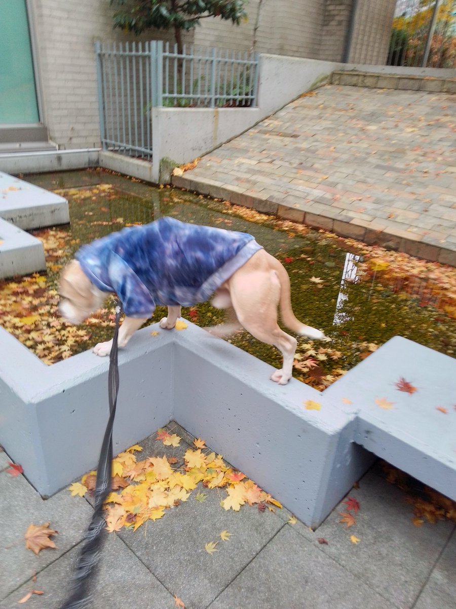 LebrockTony's tweet photo. πdayπJoey'sRedNoseWalk!! PittrageousWaterPittieππ€π€
#waterdog #watersigns #dog #watervibes #dogsday #pittie #staffiesunday #dogsarelove
#afternoonwalk #dogwatching
#MadamRiley #joey #redpitt https://t.co/zCJKQbEmzT