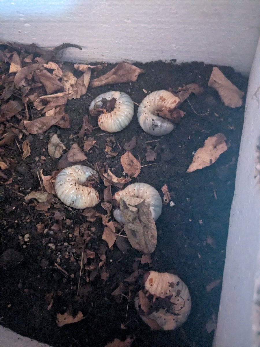 h_secondlife's tweet image. 昨日ダンナが落ち葉の中から喜んで持ち帰ったブツ
カールにしか見えない
何が楽しいのかよくわからんけど去年も育ててたな😅

#カブトムシ #田舎暮らし #移住