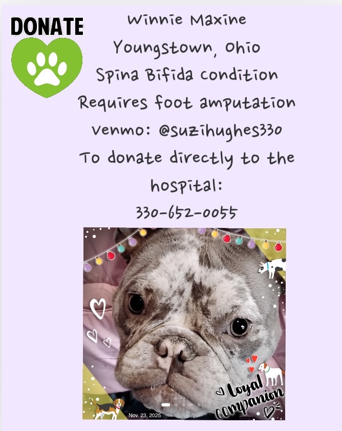 WestEndLondon8's tweet image. COURTESY POST:

gofund.me/55eeb40b1 

This sweet little dog is having her foot amputated and her owner needs help with vet bills!

Go Fund Me, Venmo, or donate directly to the vet hospital ❤️

#youngstown #ohio #FRENCHIE #frenchbulldog #GivingCampaign #DogsLover #DogLovers