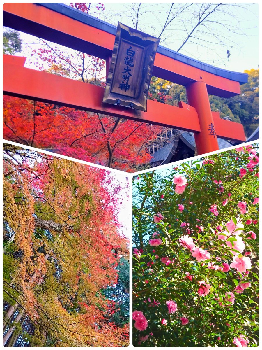 Aoboshi_Hari's tweet image. 心が癒されるお気に入りの場所に
最近いけてないなあって
過去の写真を眺めてのつぶやき。

ぼちぼちエネルギーチャージを
しに行かなくちゃ！

#ソラクル #大阪占い #自然は癒し
#お気に入り #神社