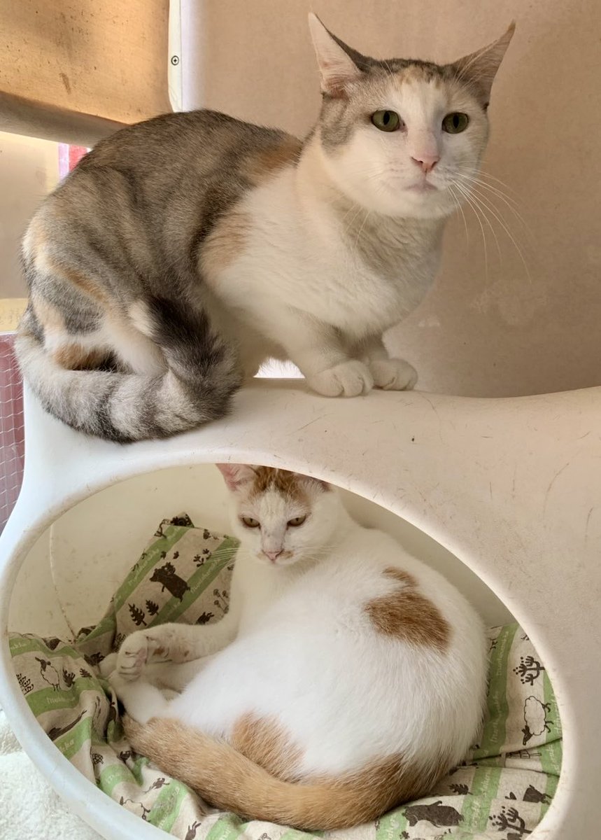 MNC_staff's tweet photo. 【お願い】只今、多くの猫たちが新しいお家、素敵な家族を探してシェルターで過ごしています。
毎度のお願いとなり申し訳ありませんが、無理のない範囲での寄付のご協力をお願いいたします🙇‍♂️💦
猫たちが元気いっぱいな姿で未来の家族と出会えるようご協力頂けますと幸いです。
https://t.co/A4mlI5dLZU https://t.co/oanHMDBrC2
