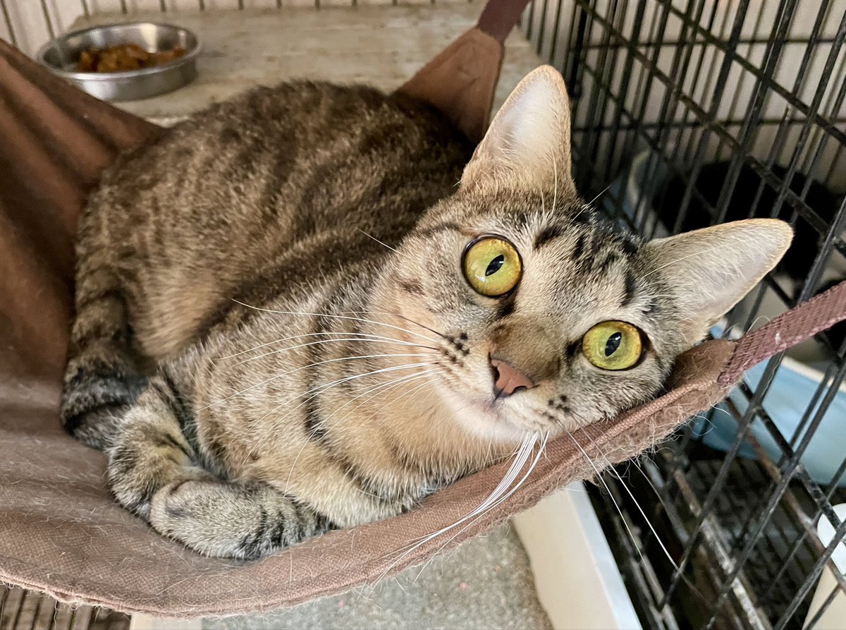 【お願い】只今、多くの猫たちが新しいお家、素敵な家族を探してシェルターで過ごしています。
毎度のお願いとなり申し訳ありませんが、無理のない範囲での寄付のご協力をお願いいたします🙇‍♂️💦
猫たちが元気いっぱいな姿で未来の家族と出会えるようご協力頂けますと幸いです。
amazon.co.jp/hz/wishlist/ls…