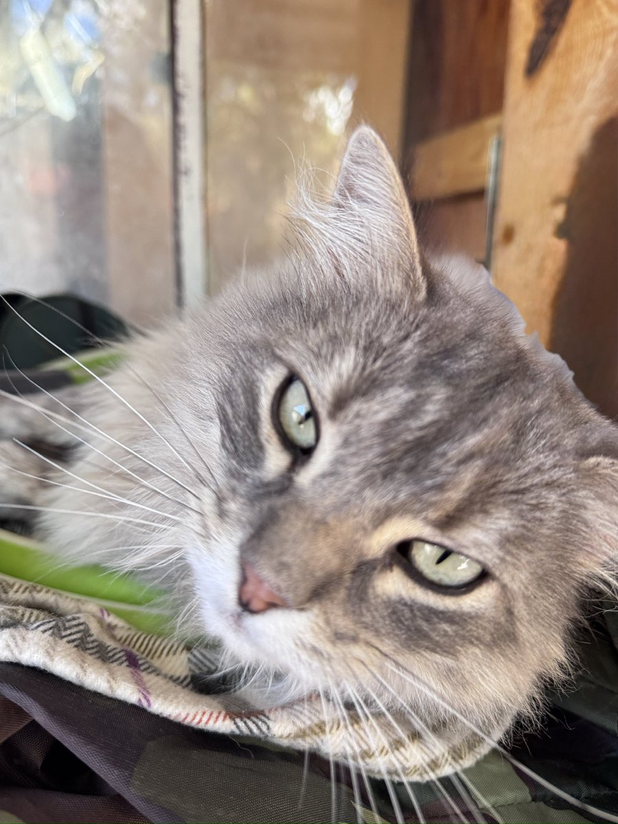 left for bluer skies tweet media