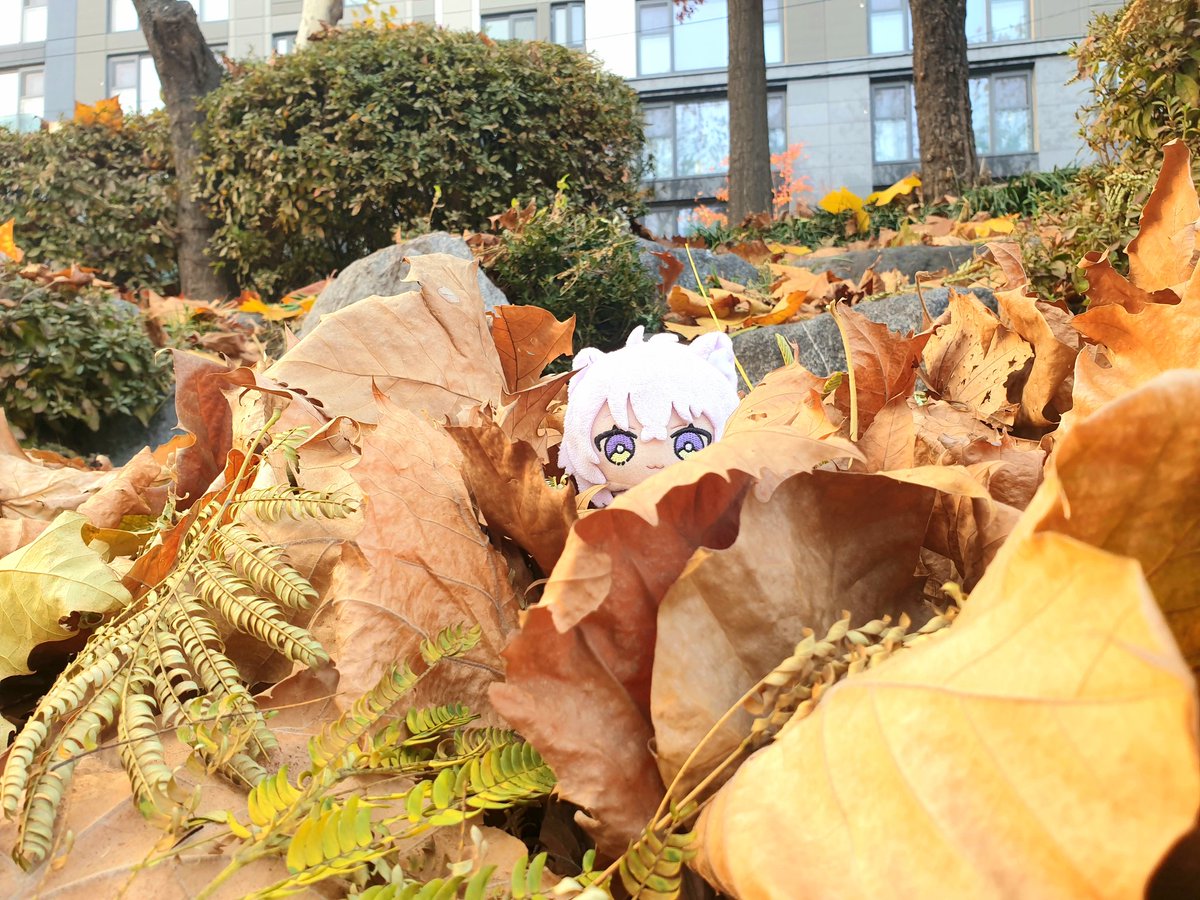 tomato (@kikikiko84) / Highlights / X