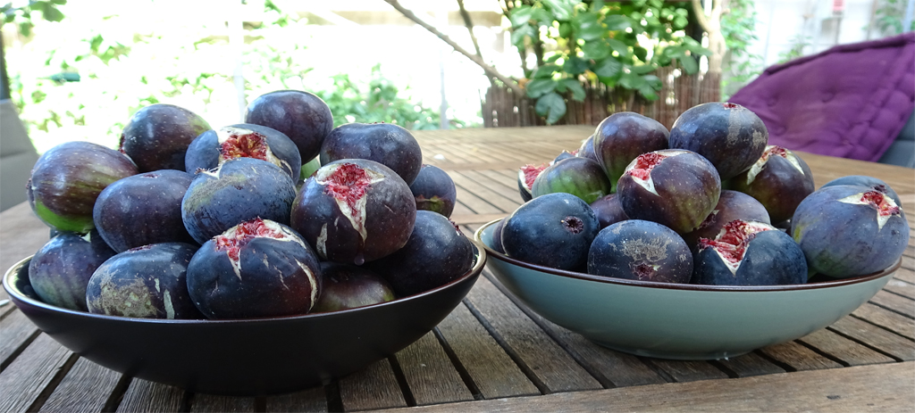 plusdevienature's tweet image. latailledesarbresfruitiers.fr/.../comment...
Comment tailler le figuier les premières années ?
Page d'infos gratuite, Cliquez sur le lien