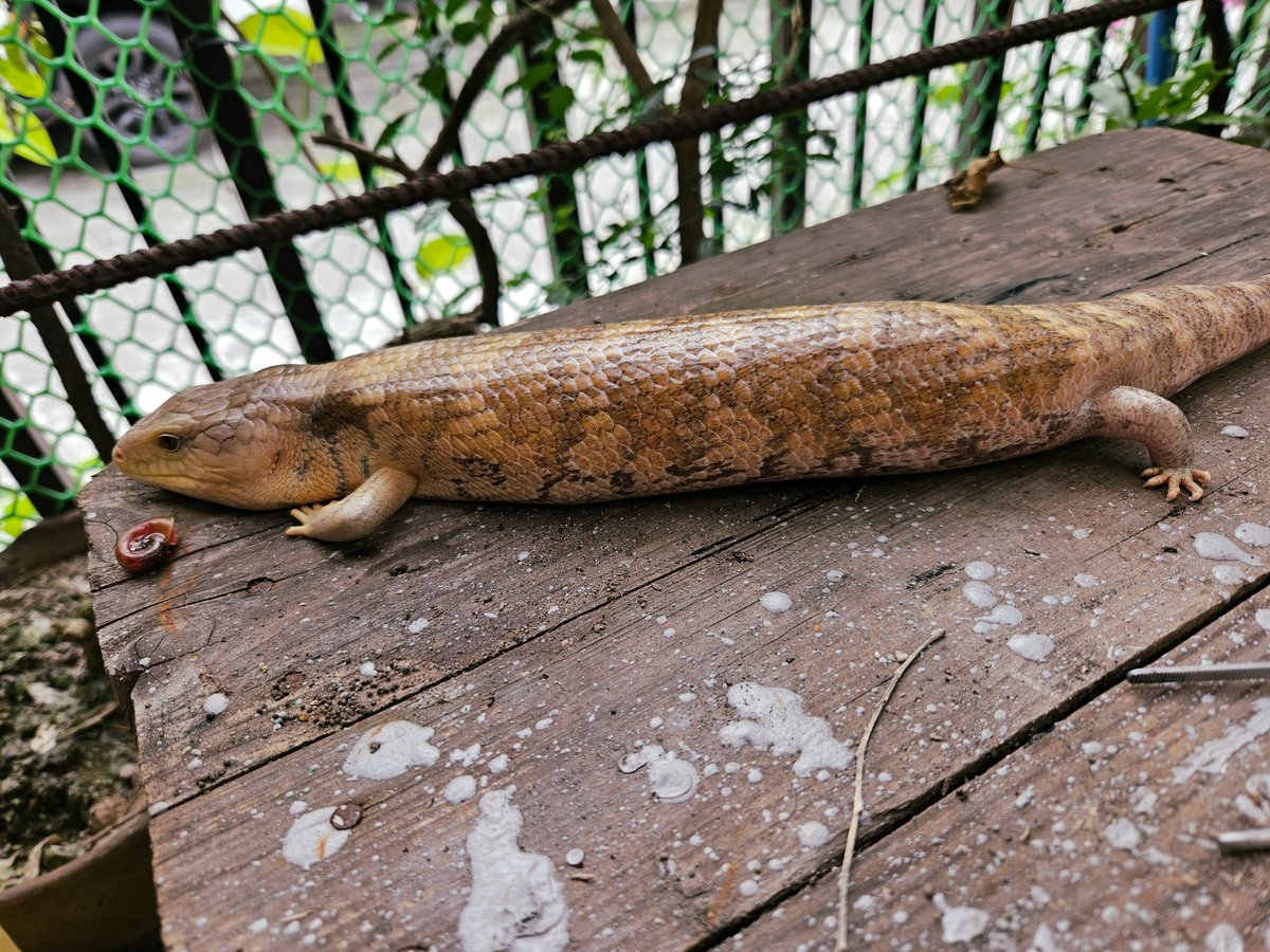 I should draw a panko daki