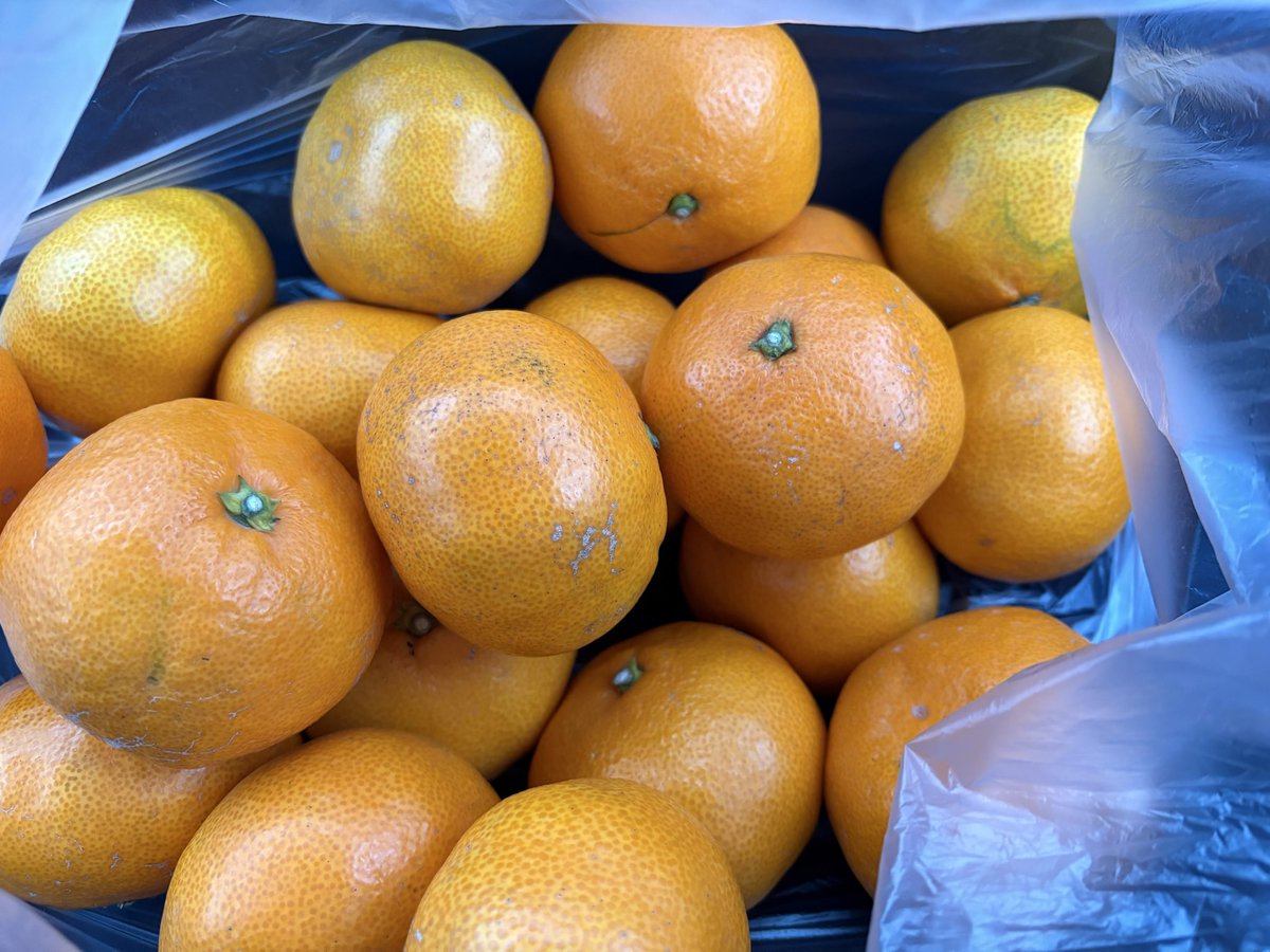 Megu72133151's tweet image. コロナなうな家族の為に🤧ビタミンC豊富なみかんを🍊バケツ🪣盛りでGETしてきました✨
マック好きみたいだからマックも❣️

皆様もコロナ&amp;amp;インフル気を付けて下さい。

#コロナ
#インフル
#健康オタク