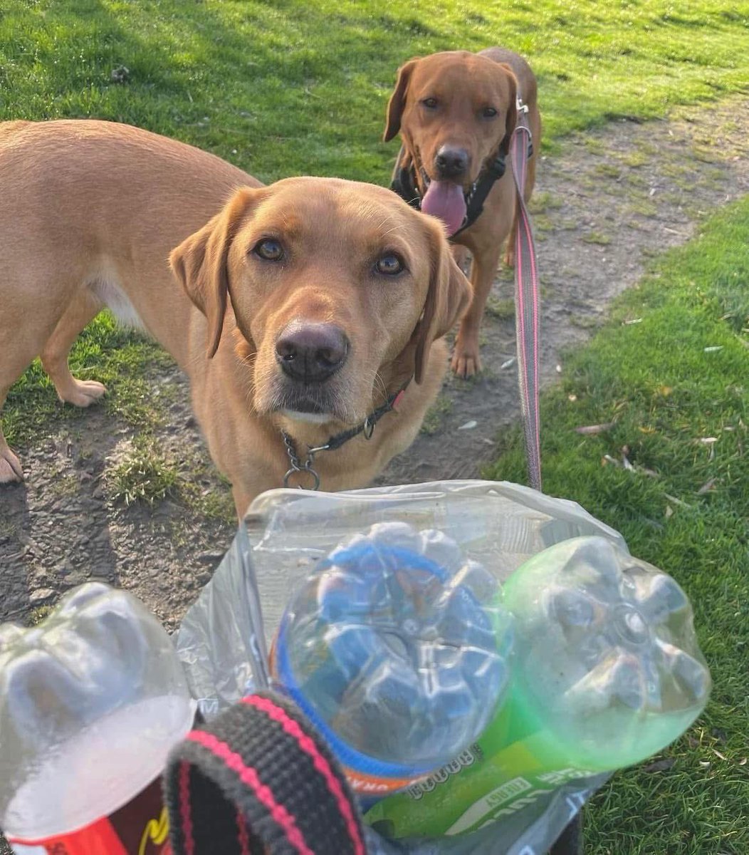 pawsonplastic's tweet photo. Tune in to @BBCRadioScot this morning at 0750 for a discussion on roadside #litter &amp; a mention of @pawsonplastic 

If we REALLY love animals we don’t drop litter &amp; we pick up some when we can. 28,000 dog owners &amp; counting removing 41 million bits every year. Join us! #dogsofx https://t.co/dMmTJI5Xdx