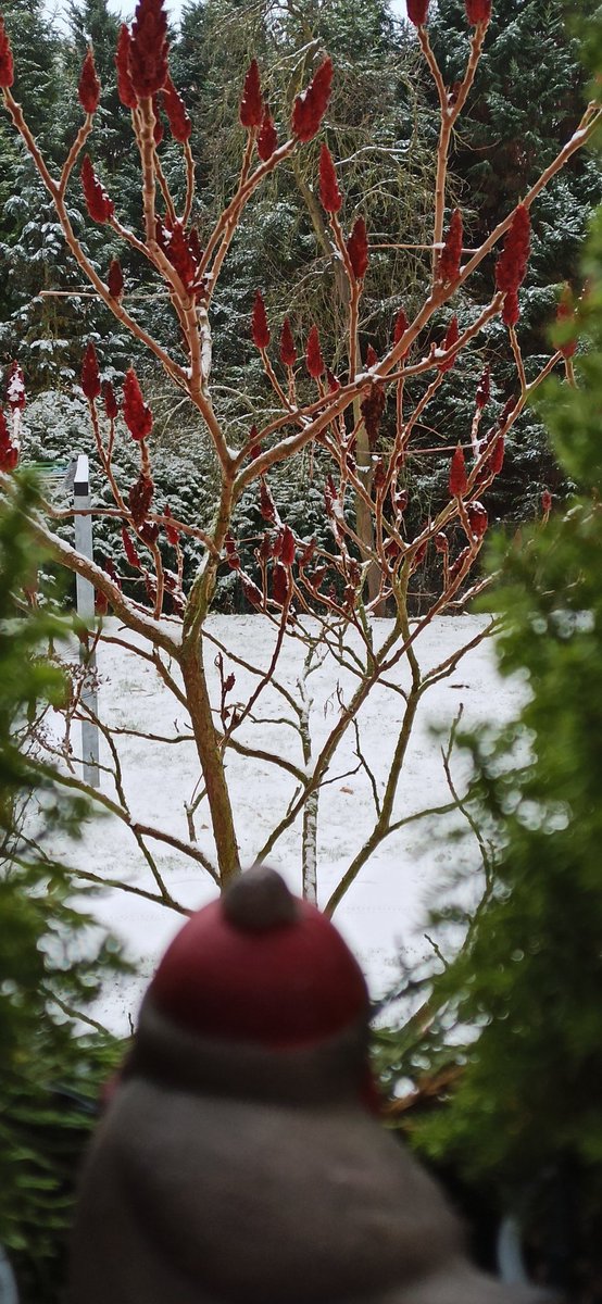 Guten Morgen meine Twitter-Freunde, guten Morgen X-Ländle 🙋‍♂️. Die neue Woche beginnt mal nicht grau⛄. Schönen Wochenstart wünsche ich Euch 😊☕🍵🕊️🍀❄️🐓