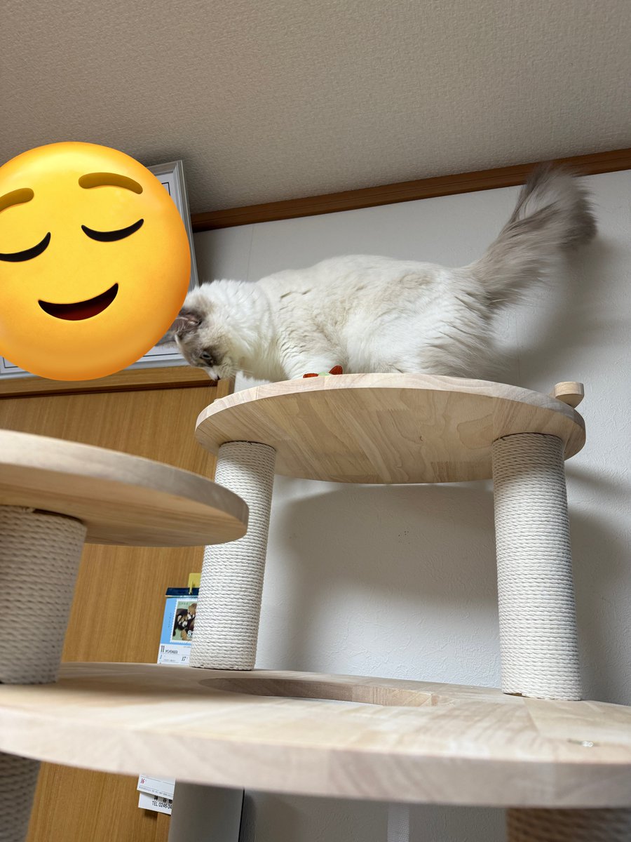 まーくん様確認用 証明書発行者の確認方法が知りたい - よくあるご質問 - さくらの