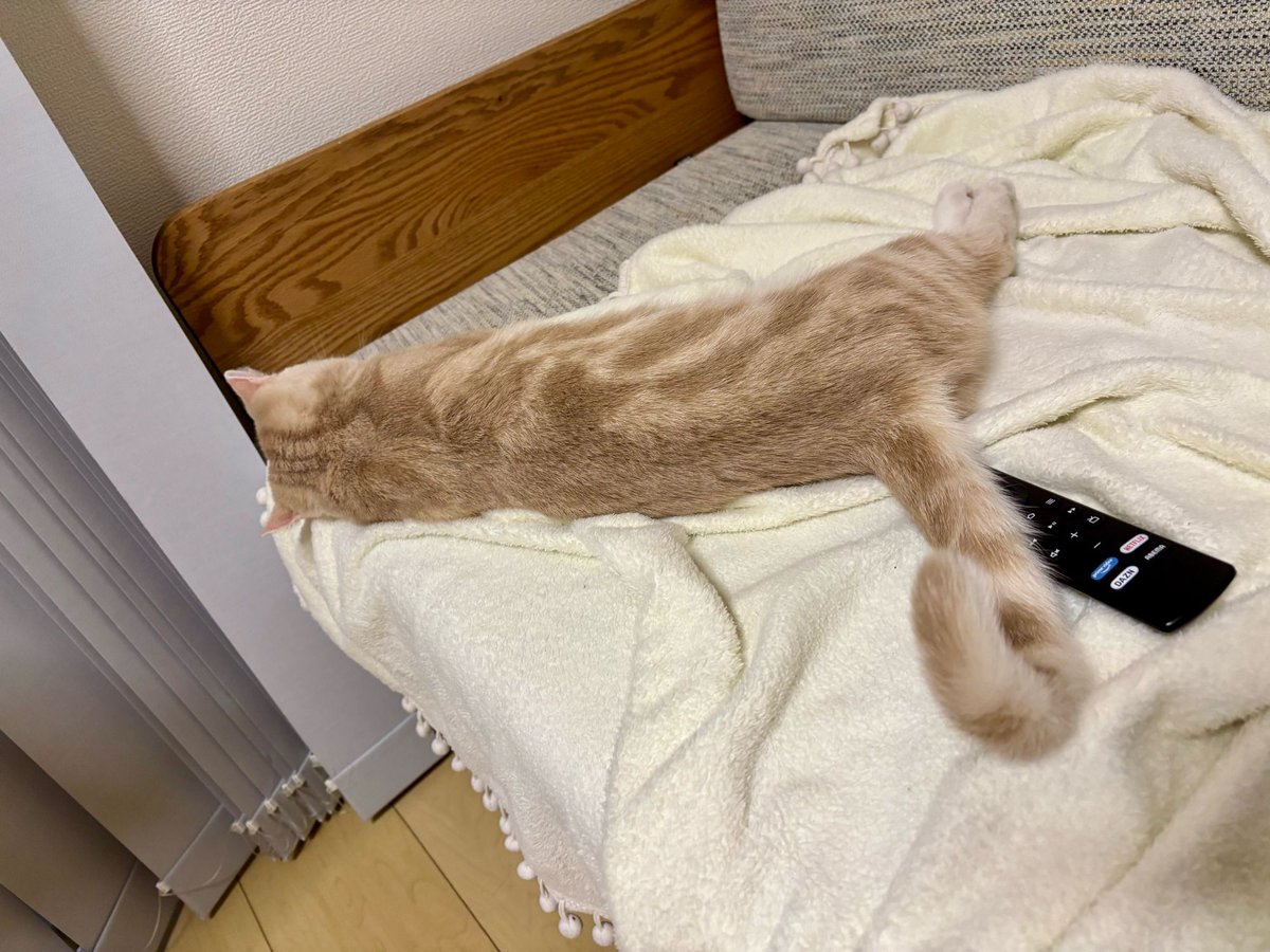 koki_develop's tweet image. 