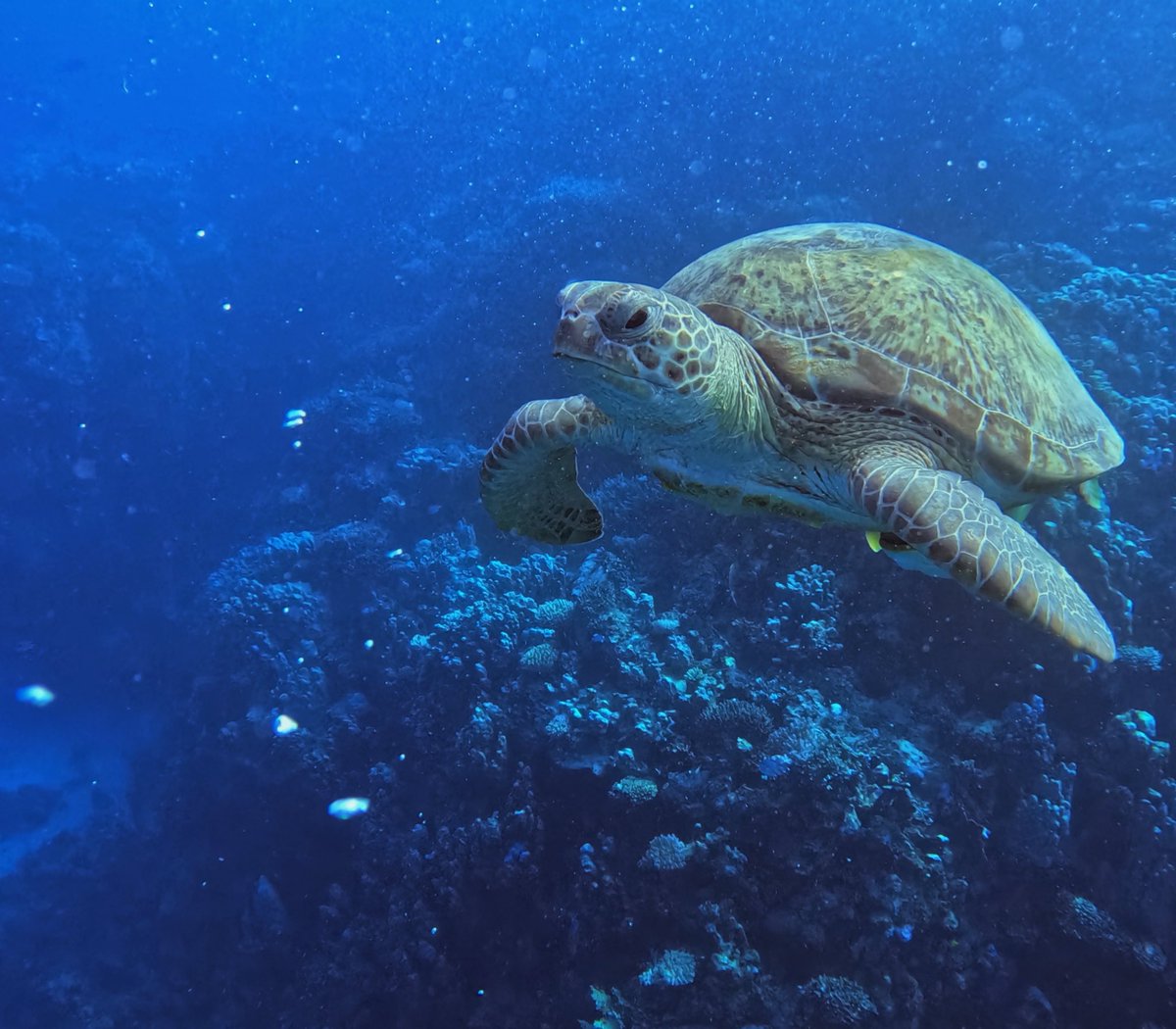 timehughes's tweet photo. Giant turtles of Ras Shona #RedSea #TGSAC with @EmperorDivers @Regaldive @TheScubaNews @GoPro @PADI #egypt #scuba #diving #underwaterphotography https://t.co/Z8un17C8qP