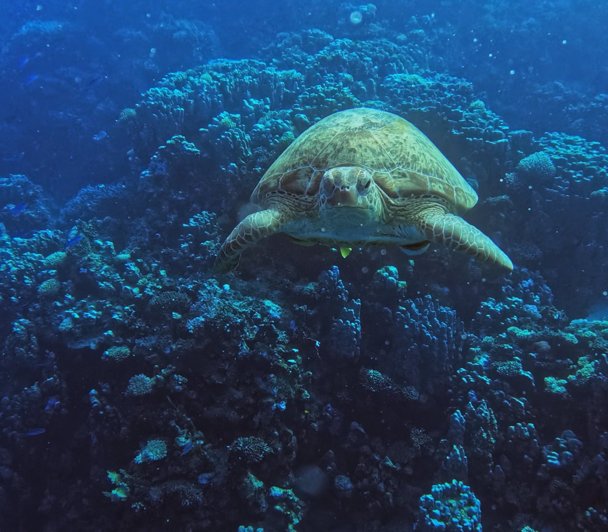 timehughes's tweet photo. Giant turtles of Ras Shona #RedSea #TGSAC with @EmperorDivers @Regaldive @TheScubaNews @GoPro @PADI #egypt #scuba #diving #underwaterphotography https://t.co/Z8un17C8qP