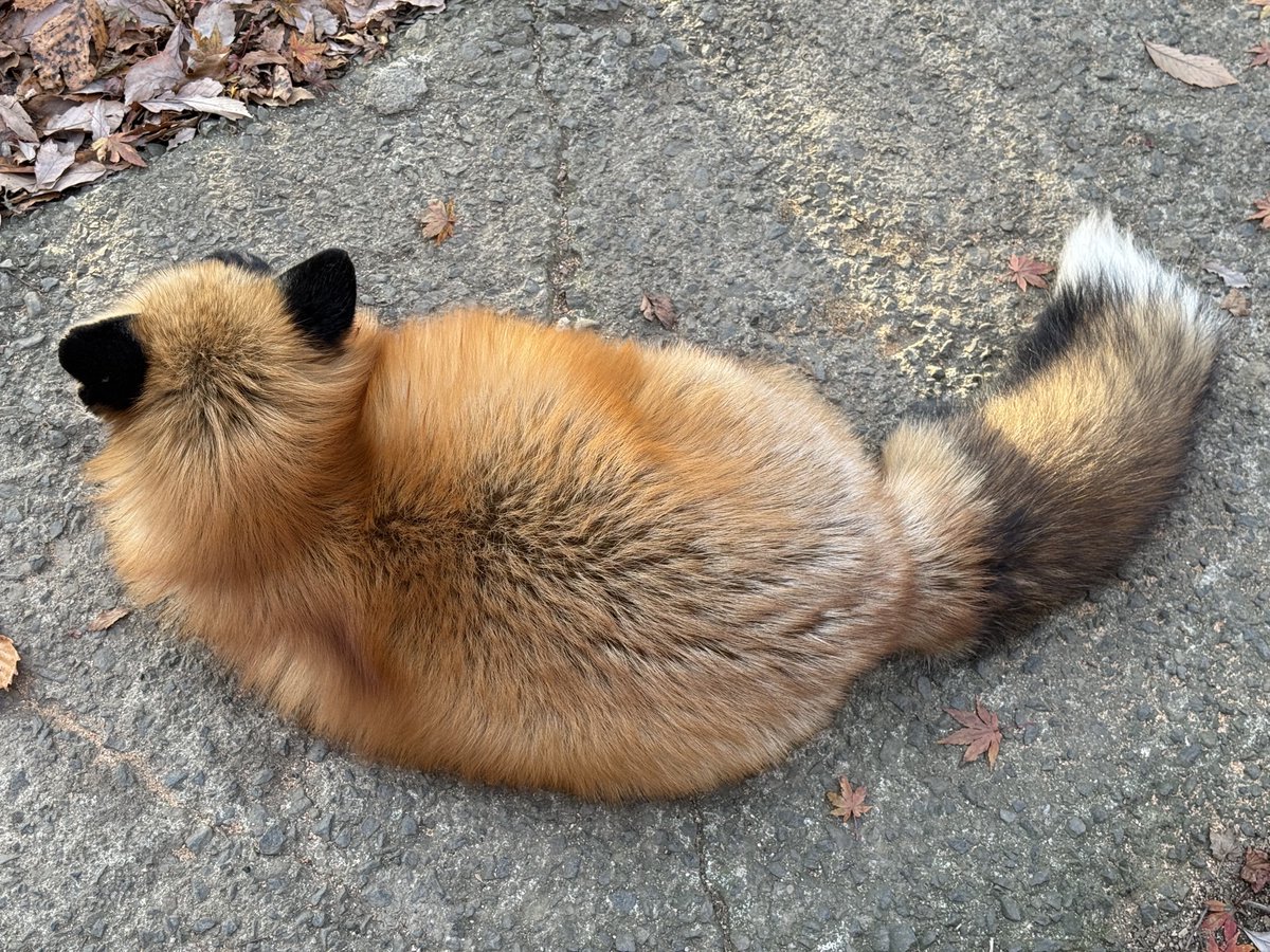 ttt_zegu952's tweet image. もふもふ