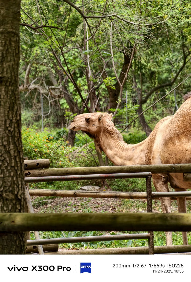 stufflistings's tweet image. Some 200mm plus camera samples taken on the vivo X300 Pro.
#vivo #vivoX300Series #shotonvivoX300Pro