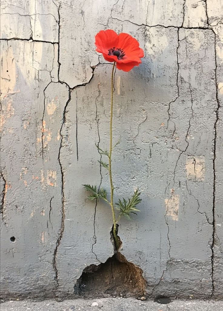 "Allah (ﷻ)  sana bir yol açarsa,
onu kimse kapatamaz ."