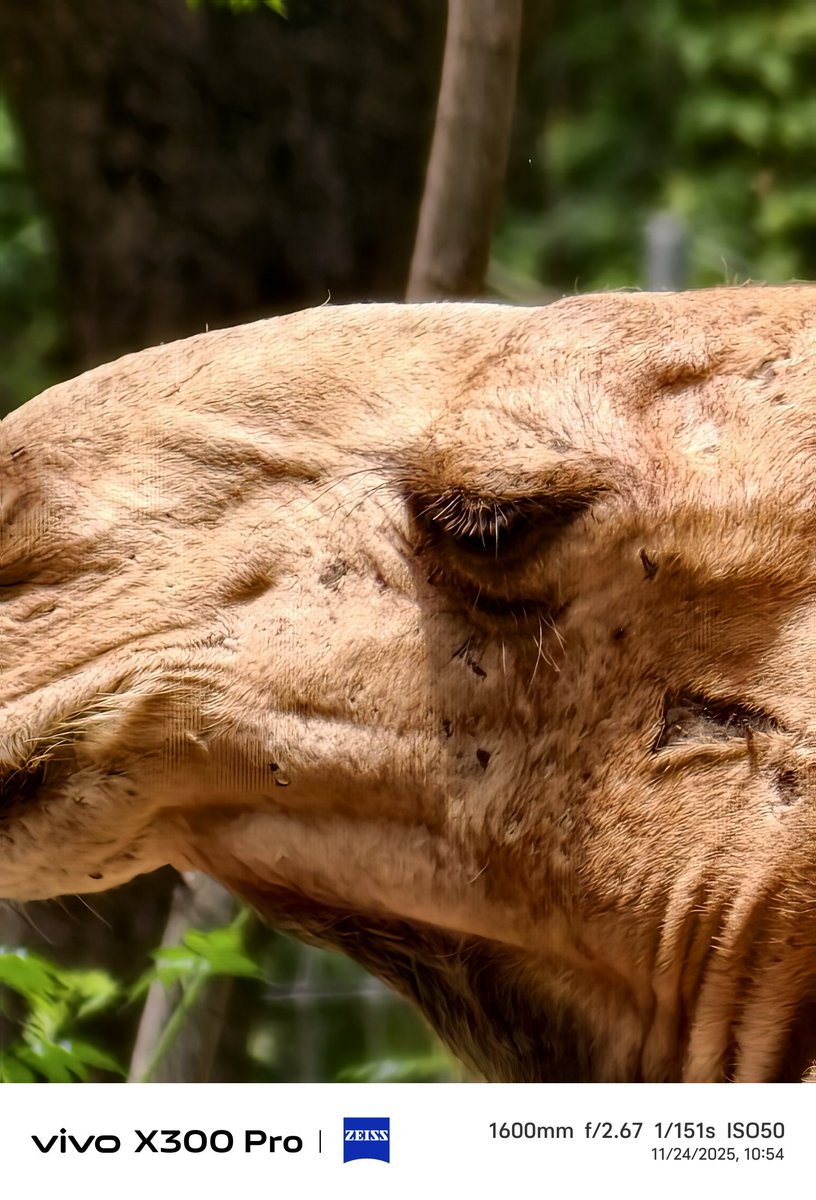 stufflistings's tweet image. Some more.

#vivo #vivoX300Series #shotonvivoX300Pro