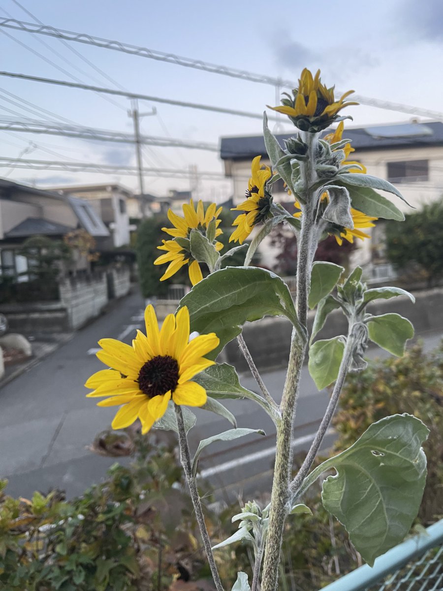 あと1週間で11月も終わるのに向日葵見つけて黄色の情熱を感じた🟡