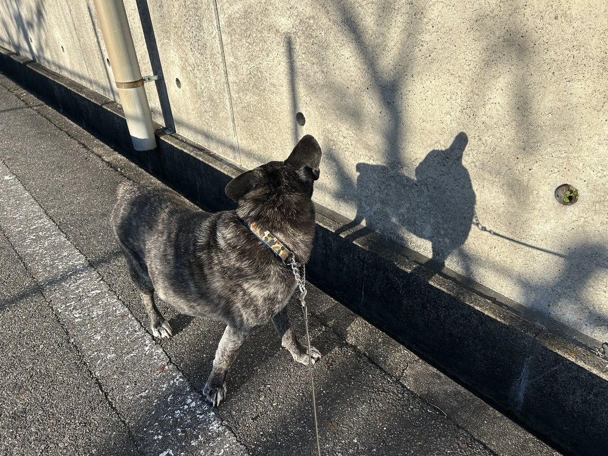 tanakatakeshi's tweet image. 今日の公園マルシェで撮っていただいた写真を送っていただきました。

いつも、これくらい自然にニコニコしていたいですね〜。

ありがとうございます😊。

かん太との散歩の際に、珍しく影に「誰？」って反応していました…🐾。

#質実剛健
#田中健
#未来共創
#地域密着