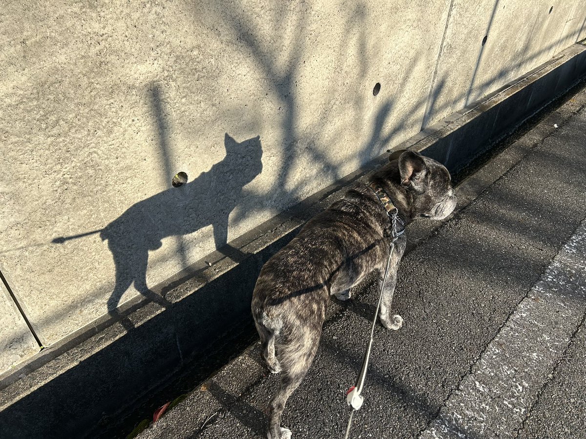 tanakatakeshi's tweet image. 今日の公園マルシェで撮っていただいた写真を送っていただきました。

いつも、これくらい自然にニコニコしていたいですね〜。

ありがとうございます😊。

かん太との散歩の際に、珍しく影に「誰？」って反応していました…🐾。

#質実剛健
#田中健
#未来共創
#地域密着