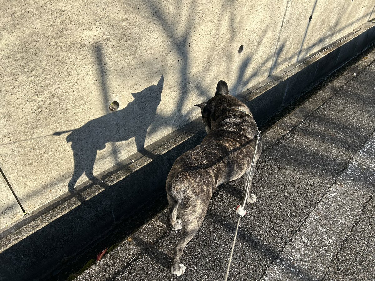 tanakatakeshi's tweet image. 今日の公園マルシェで撮っていただいた写真を送っていただきました。

いつも、これくらい自然にニコニコしていたいですね〜。

ありがとうございます😊。

かん太との散歩の際に、珍しく影に「誰？」って反応していました…🐾。

#質実剛健
#田中健
#未来共創
#地域密着