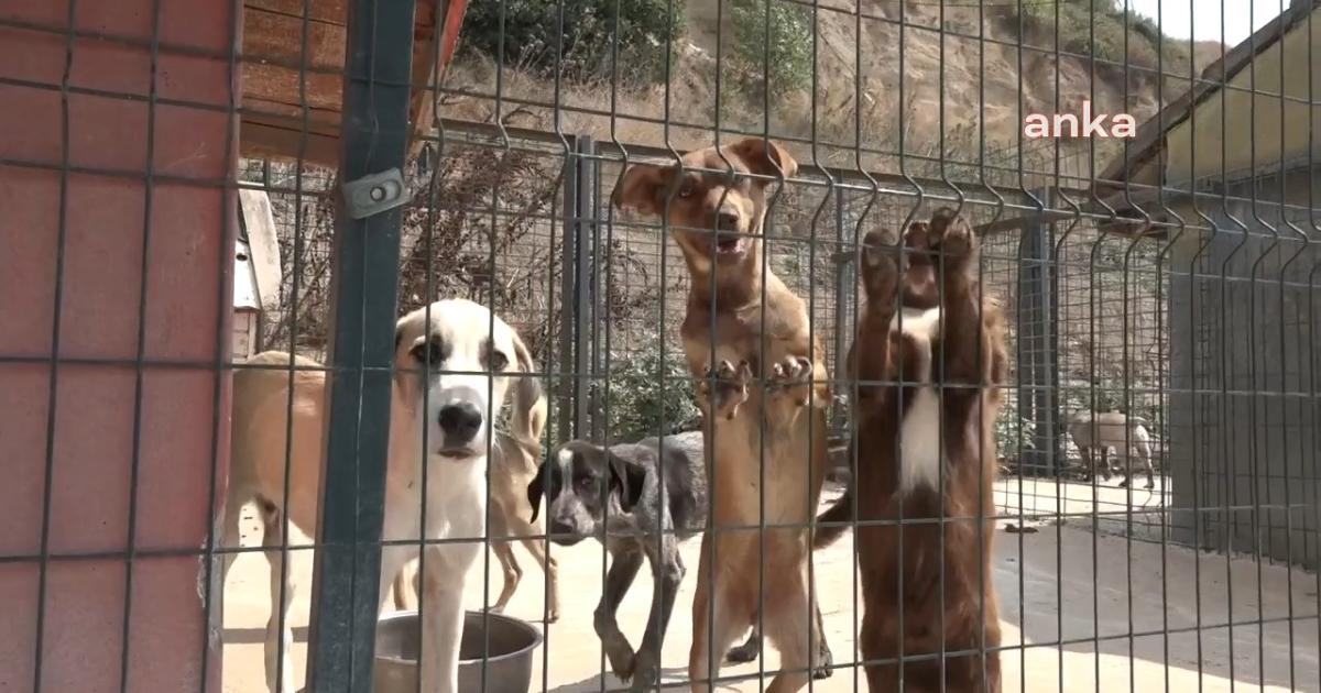 mttmedya's tweet image. 🔴 İstanbul Valiliği, sahipsiz köpeklerin kontrolsüz beslenmesini yasakladı. Haşere artışı, çevresel kirlilik ve halk sağlığını korumak amacıyla okullar, hastaneler, parklar gibi alanlarda beslemeye izin verilmiyor. Bakımevleri acilen tamamlanacak. #SahipsizKöpekler…