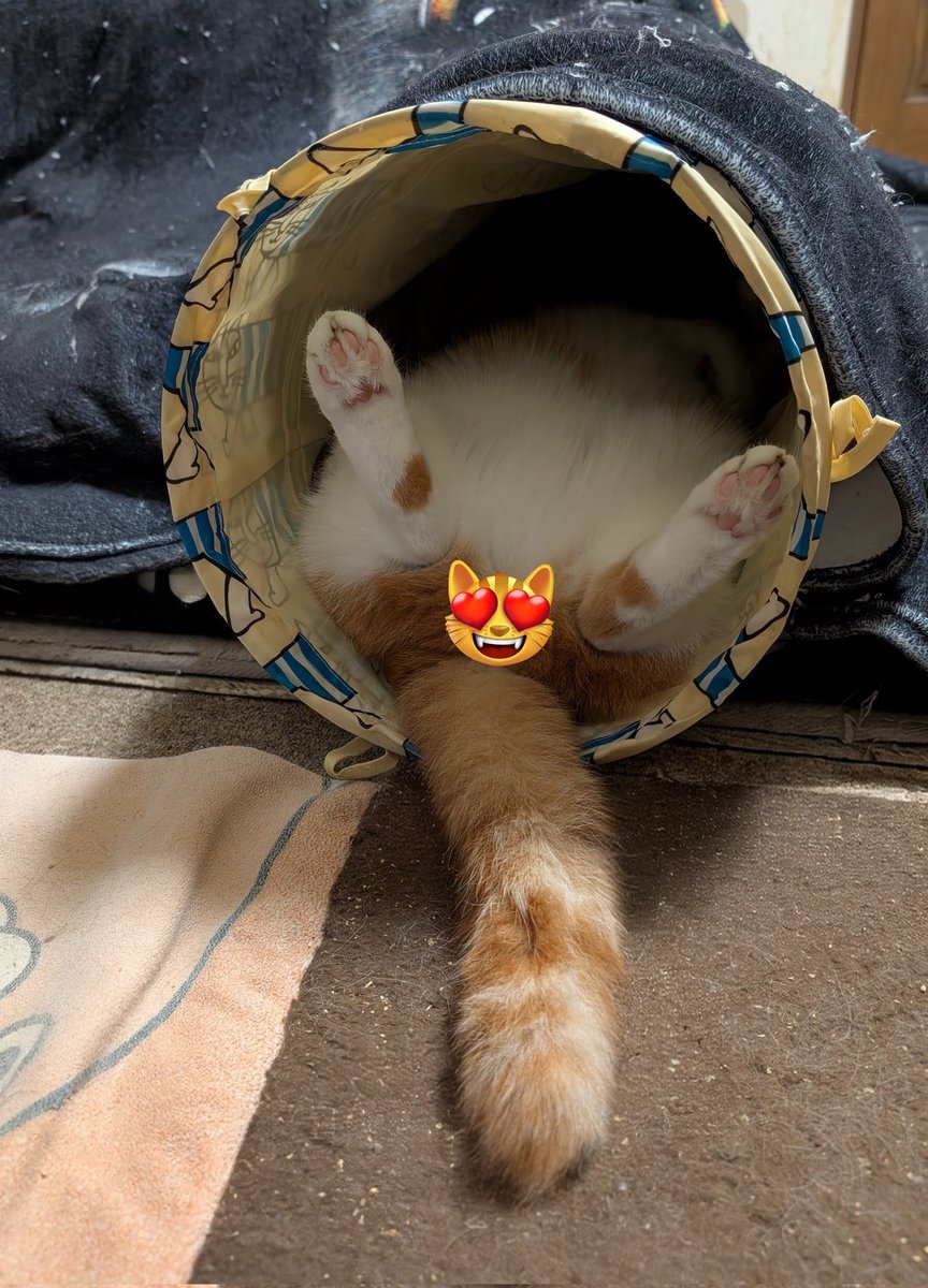 yuKawa65897343's tweet image. 少し部屋の模様替えをして!
オコタの入口をトンネルにしてみたら🤭