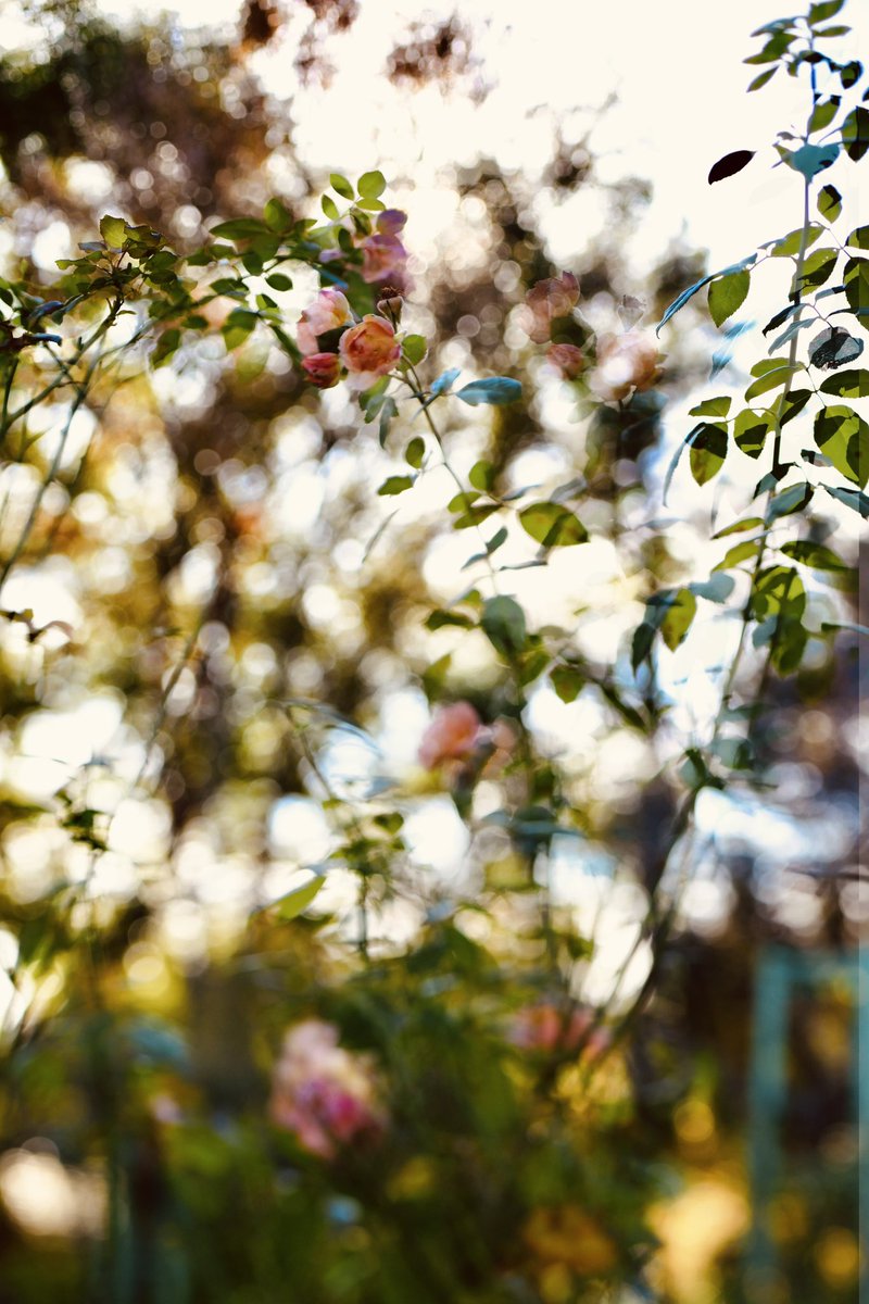 ❤︎❤︎yayoi 断舎離中 ページ 今日も一日 おつかれさま…