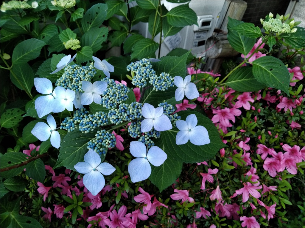 TakagiHitoshi's tweet image. 色鉛筆画風にする / #p5js #openprocessing
openprocessing.org/sketch/2804824