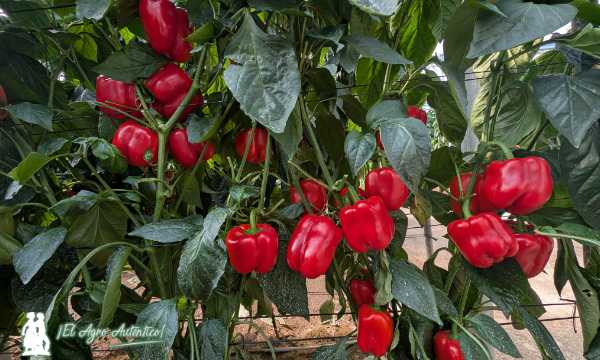 🆕HM.Clause saca su vitrina de #pimientos rojos y amarillos a la calle

📝agroautentico.com/2025/11/hm-cla…

📌Comenzamos en el california amarillo, una finca de Balerma en la que saludamos al sustituto de Bonifacio Sánchez, alma mater durante décadas en esta casa y ya jubilado en esta