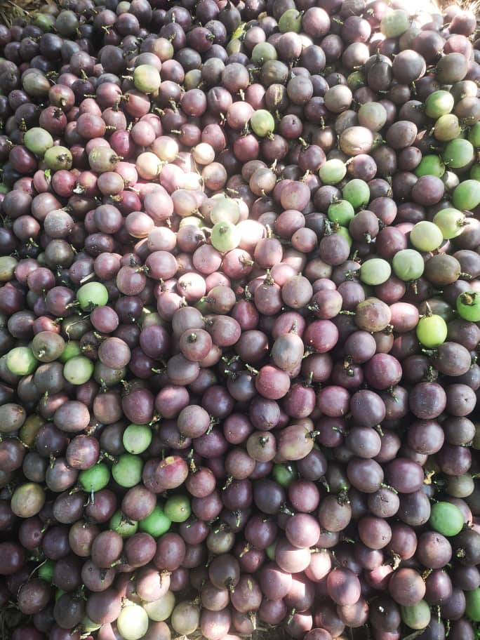 sprinktech's tweet image. A farmer in Western Uganda recently told us, “Before irrigation, every season felt like a gamble.”
Today, his trees are greener, his yields are steady, and his income no longer depends on the weather.

This is what happens when you invest in the right tools at the right time.…