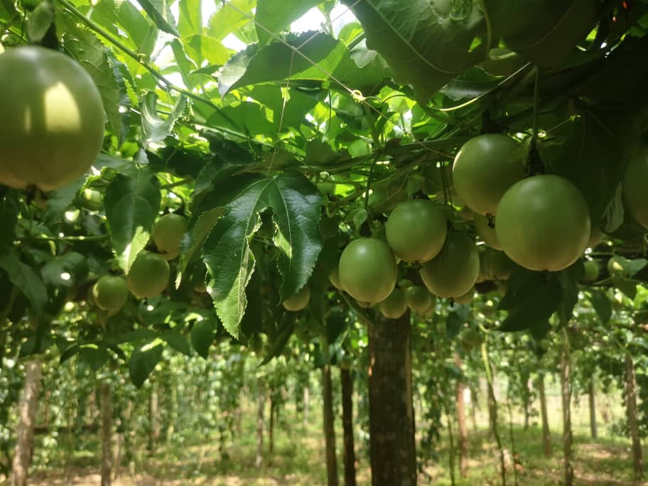 sprinktech's tweet image. A farmer in Western Uganda recently told us, “Before irrigation, every season felt like a gamble.”
Today, his trees are greener, his yields are steady, and his income no longer depends on the weather.

This is what happens when you invest in the right tools at the right time.…