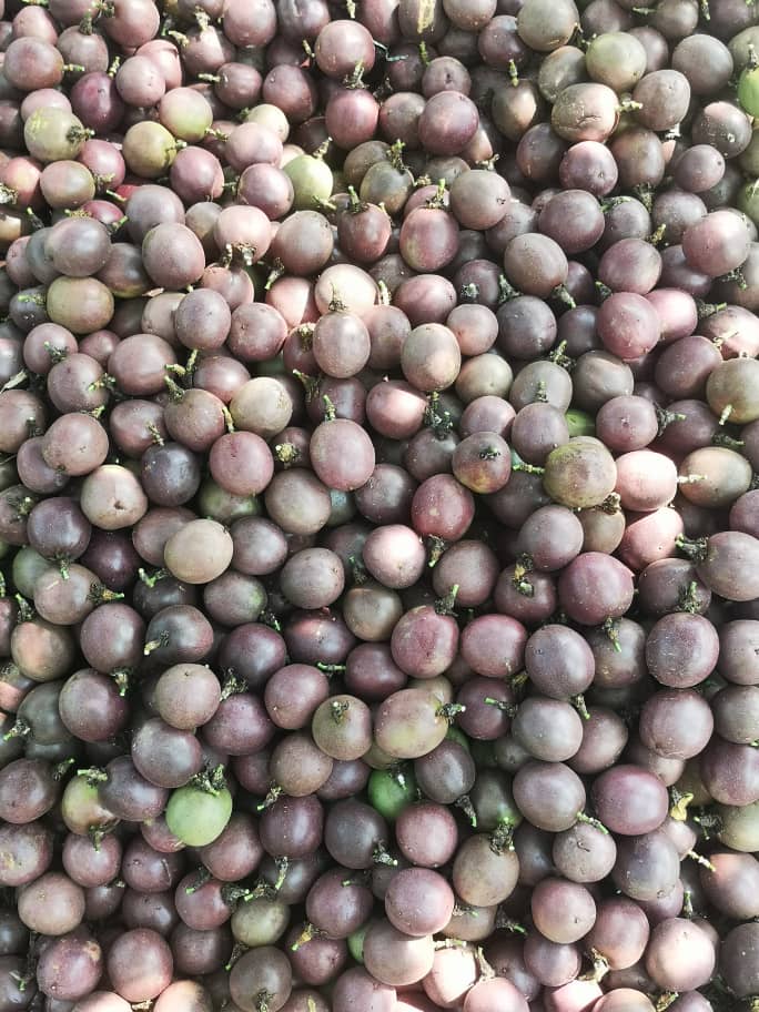 sprinktech's tweet image. A farmer in Western Uganda recently told us, “Before irrigation, every season felt like a gamble.”
Today, his trees are greener, his yields are steady, and his income no longer depends on the weather.

This is what happens when you invest in the right tools at the right time.…