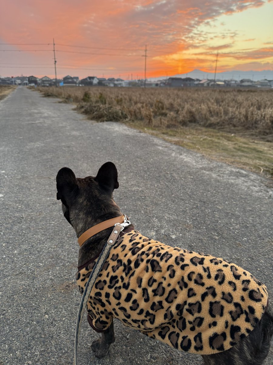 寒いけど散歩。
夕日が燃えてるぜー！

#フレブル