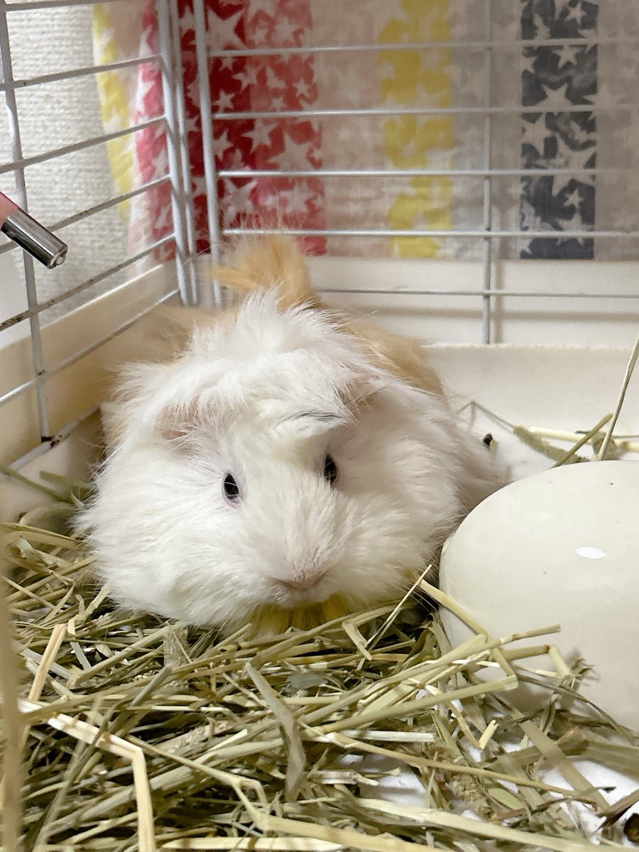 3dm_okan's tweet image. 夢の中で姫ちゃんが腰のあたり毛づくろいしてた。

目が覚めたら
自分仰向けで横後ろ向いて枕をちょいちょい噛んでた

何だよ
姫ちゃん会いたいな