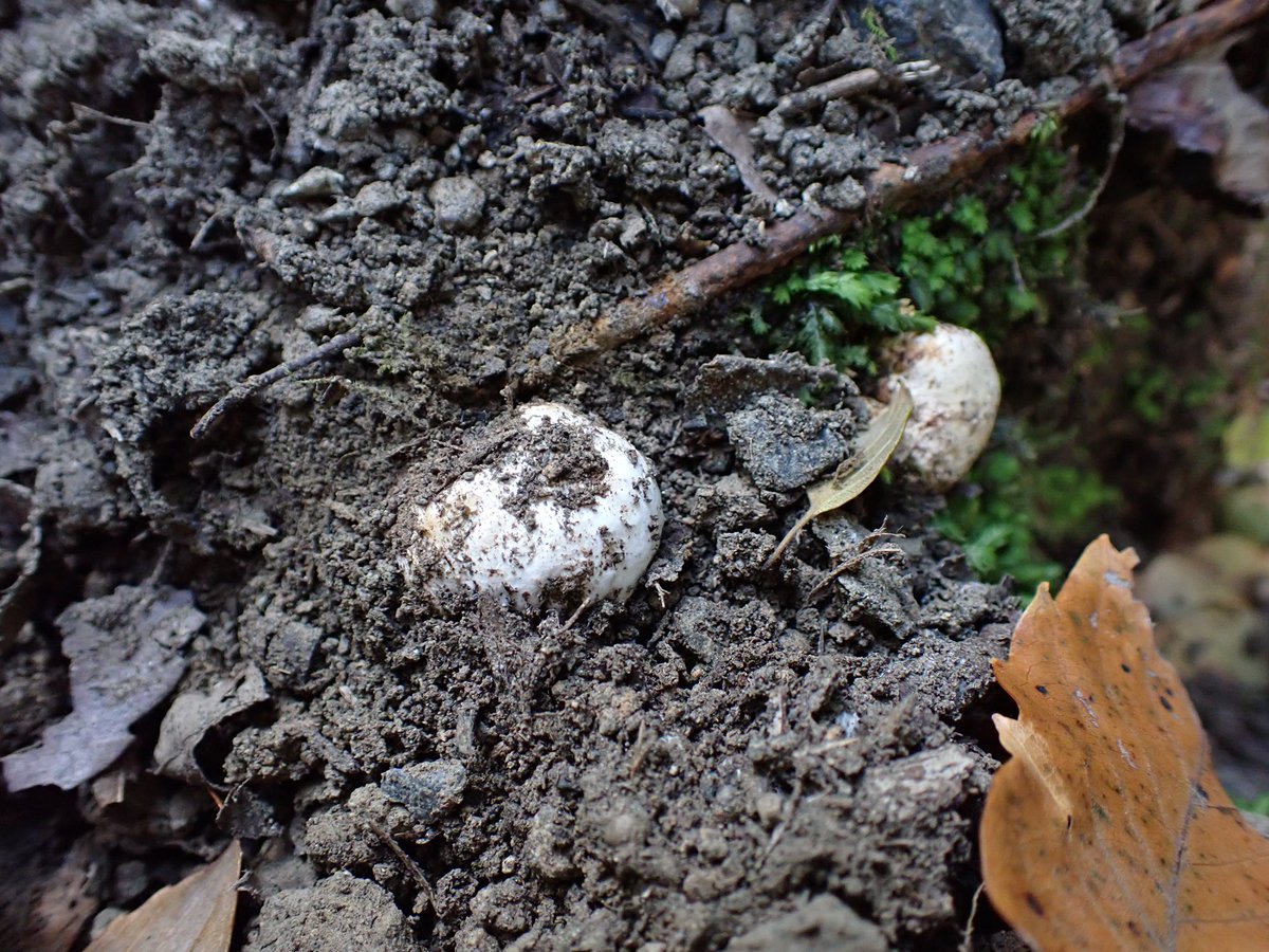 日本菌学会 (@Mycology_Japan) / Posts / X