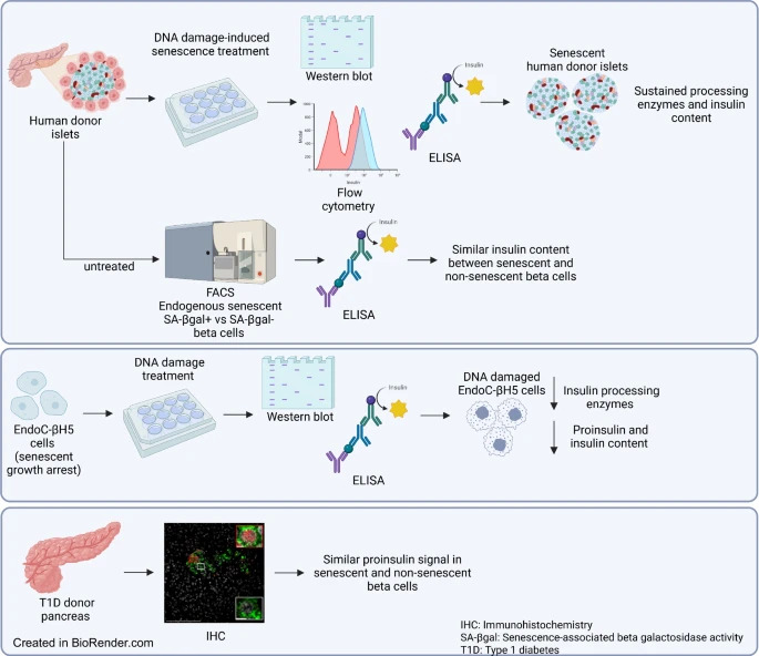 How is #insulin production affected in residual beta cells in type 1 #diabetes? Préfontaine et al show unexpectedly that stressed senescent beta cells continue to produce mature insulin in the context of type 1 diabetes #DiabetesResearch #T1D #Islets link.springer.com/article/10.100… 🔓