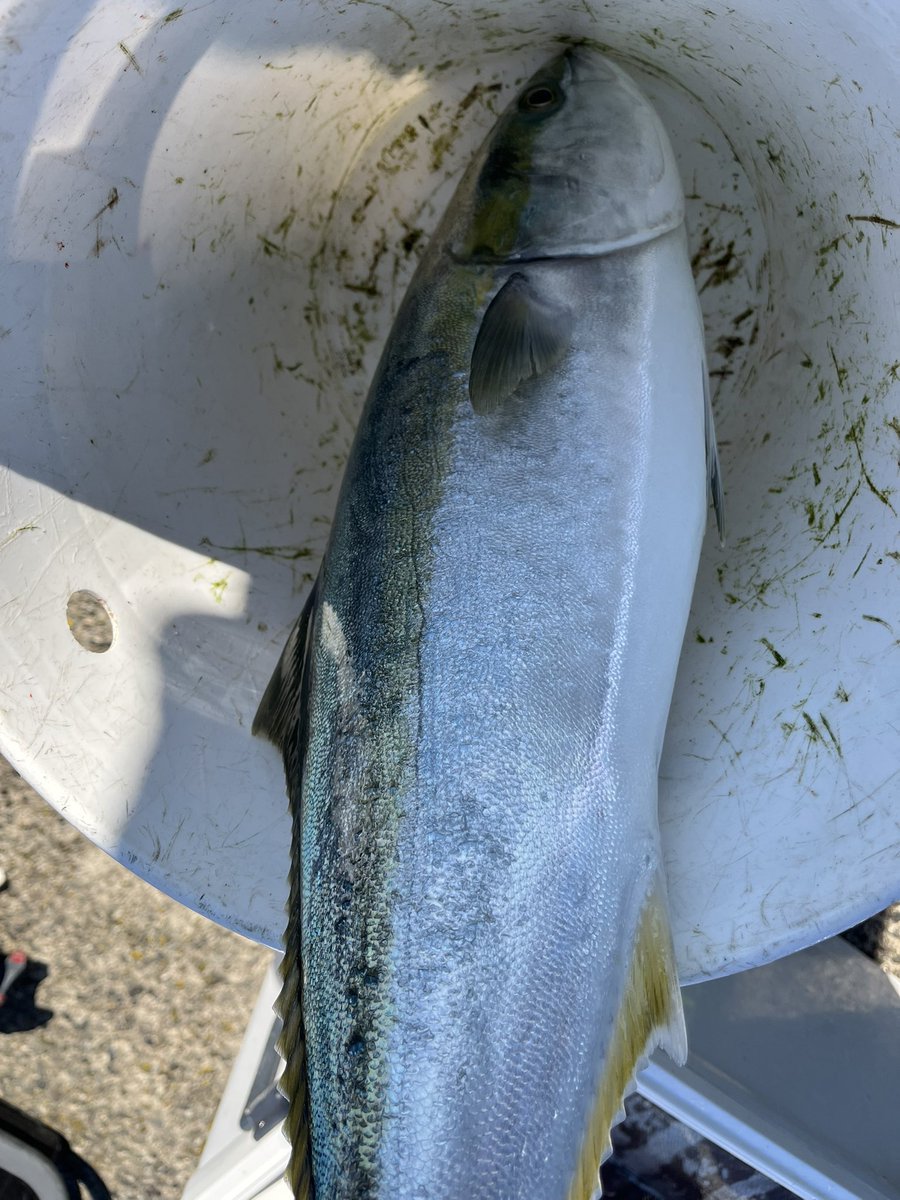 リベンジ成功🥺✨
5キロオーバーのマハタとワラサでフィニッシュでした👏
お疲れ様でした！
ありがとうございます🙇‍♀️

 #すどう丸  #館山  #布良港  #釣り船