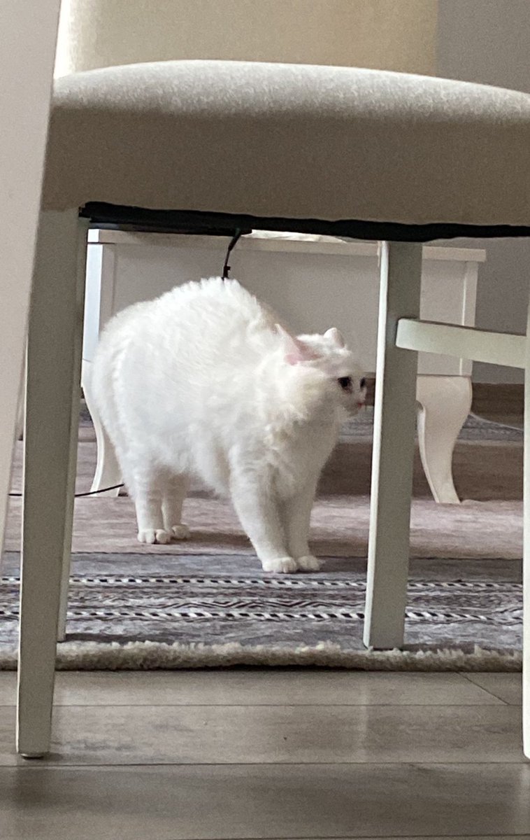 Evde kudurellez bayramı var gelen gelsin halılar falan yamulacak