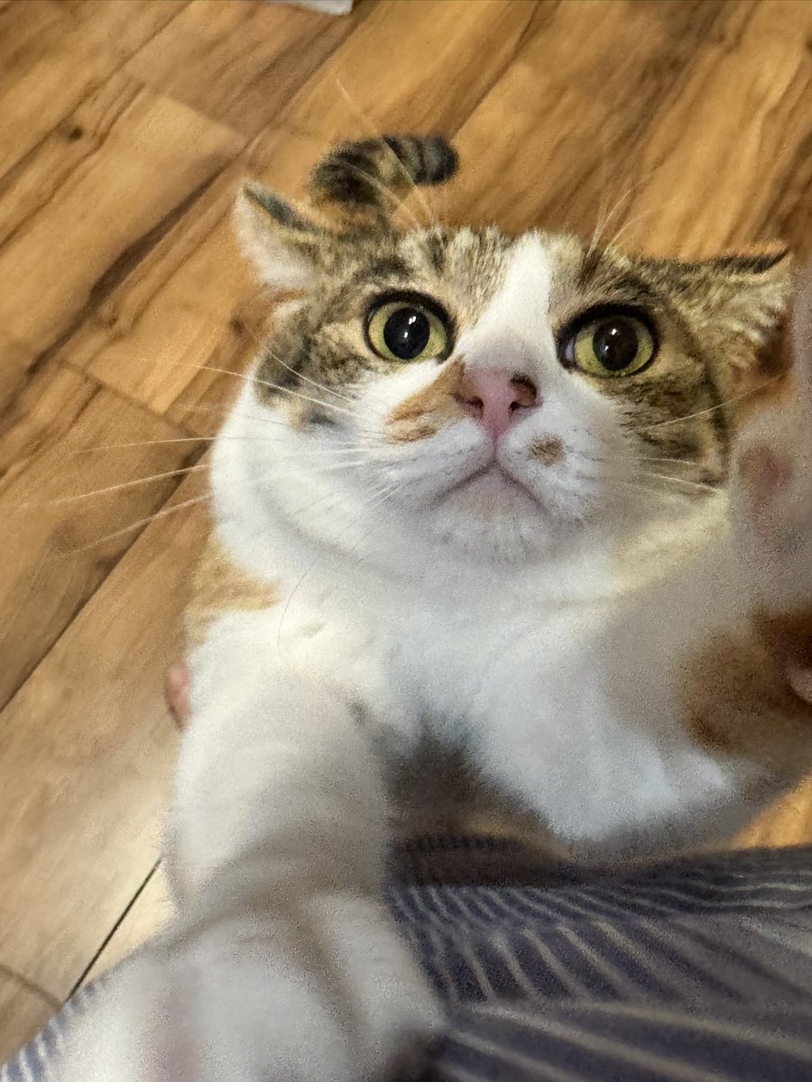 suggarmich's tweet image. あ、あぁぁ！