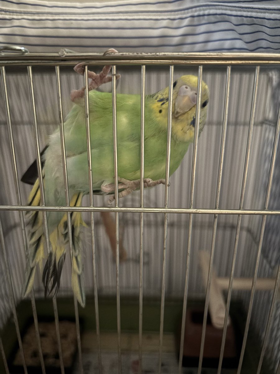 0c4VTAbdd3RbJGq's tweet photo. インコを保護しました。交番に届け済みです。元のお家に帰れますように。#迷い鳥 #インコ #セキセイインコ #迷いインコ #福岡 https://t.co/WW0VvRtS5l
