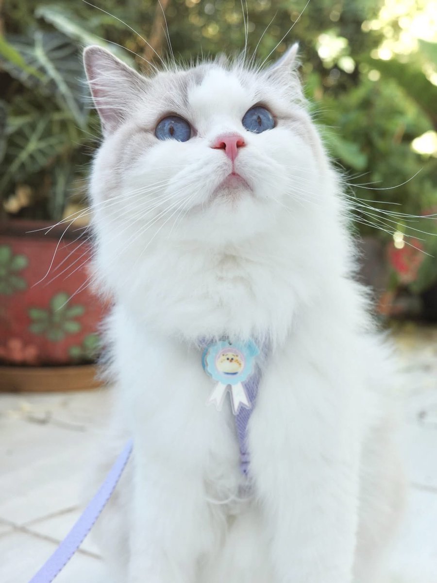 marlowfellow's tweet photo. You know… I may be just a flabby, donut-loving cop stereotype 🍩
Marlyn is basically ready to join the ZPD as the cutest officer on duty! 🐾

#marlyn🦋 #hugandpaws
#ravipaxhugandpaws
#RAVIPA #ravipajewelry
#catlover #ragdoll #ragdollthailand #ragdollcat #ragdolllovers #ทาสแมว https://t.co/ZMOhxA74iV
