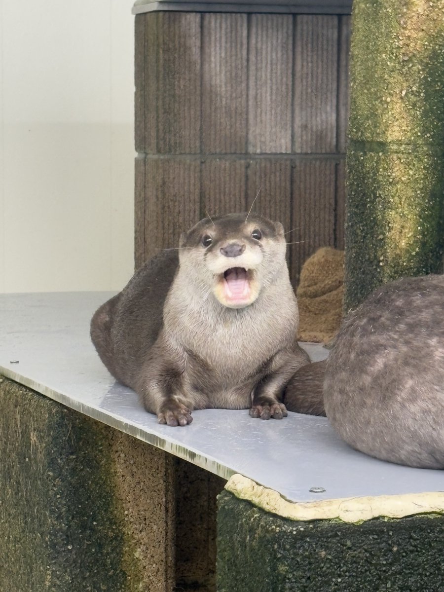 可愛すぎる❤️カワウソ4匹セット❤️苔リウムなどに 可愛すぎる