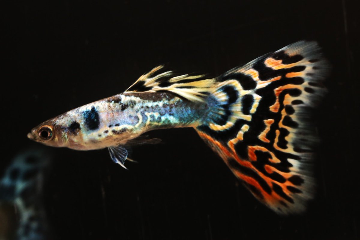 まっちゃん (@hirofish621) / Posts / X