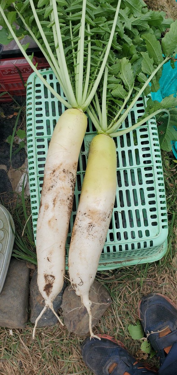 大根5本収穫‼️😂🐯
