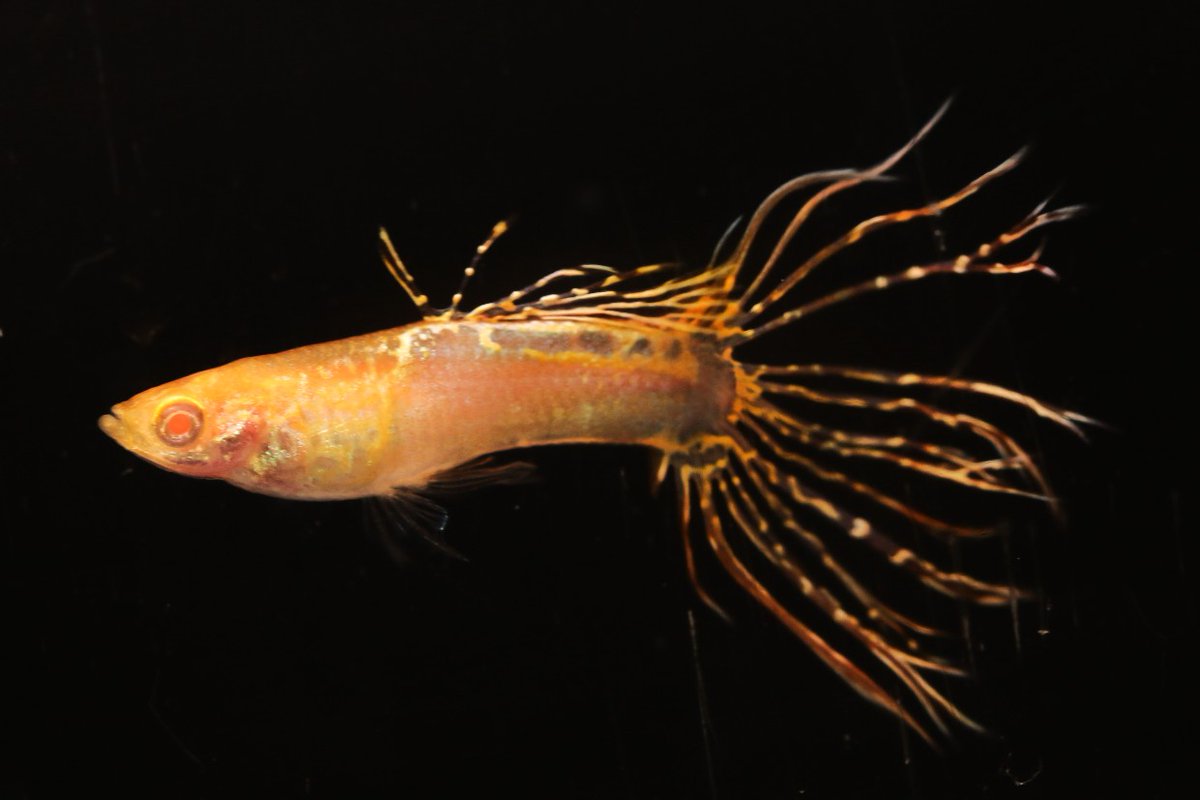 まっちゃん (@hirofish621) / Posts / X