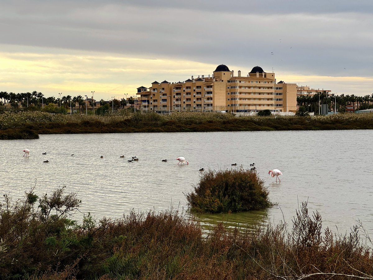 NomadCode96's tweet image. Esta mañana salí a correr y me encontré con esto.
Cosas que solo pasan viviendo en ruta 🦩

#nomadlife #minimalismolifestyle #runnerspain #vanlifespain #nomadcode #vidaslow #remotelife #digitalnomadlife #vidasaludable #naturalezaviva #salinas #flamencos #wandervest